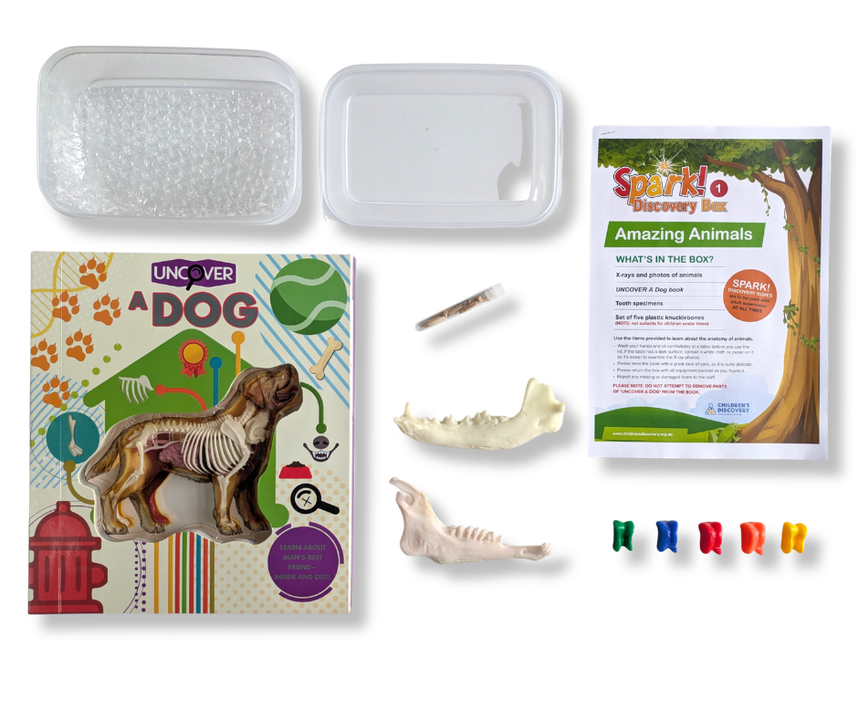 Amazing Animals kit contents laid out on a white table.