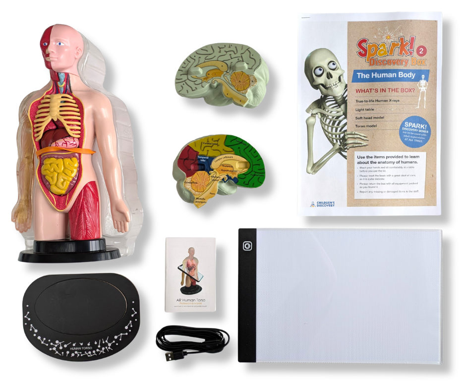 The Human Body kit contents laid out on a white table.